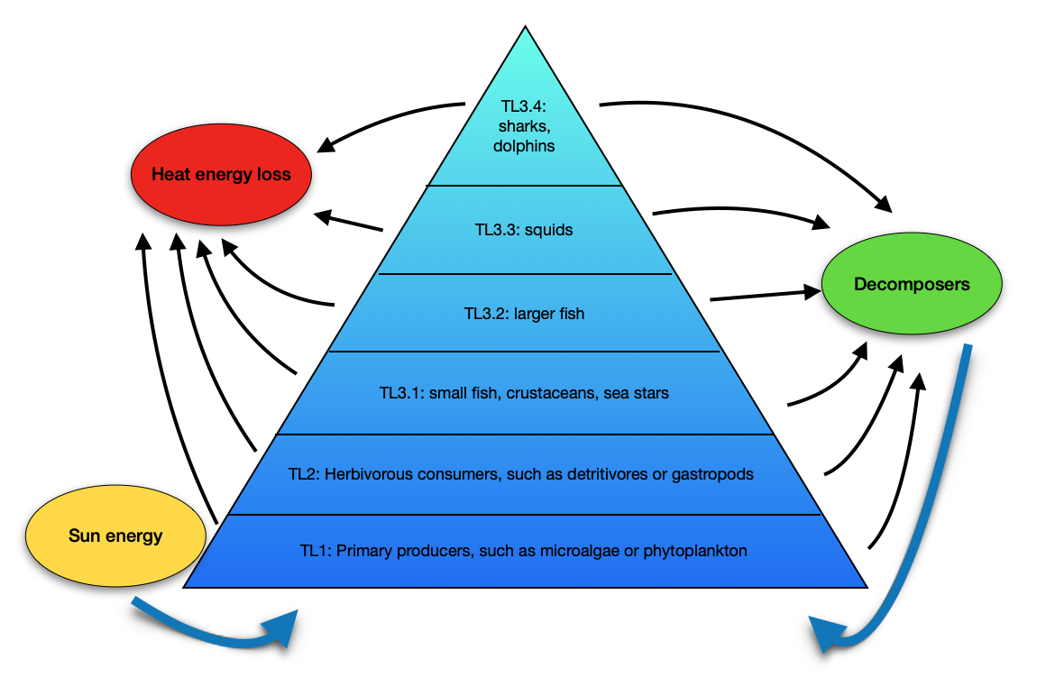 Is Integrated Multi-trophic Aquaculture (IMTA) the future?